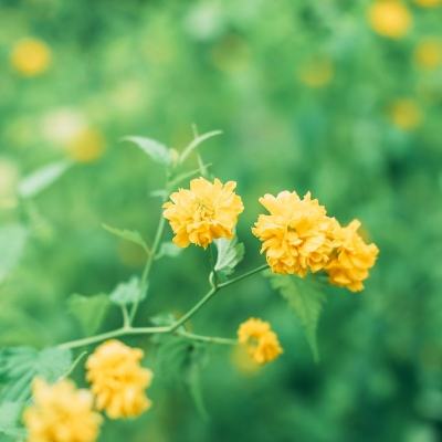 卡通战争枪手中文破解版下载